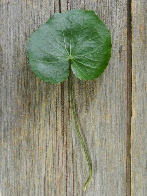 GALAX LEAVES   GREENS